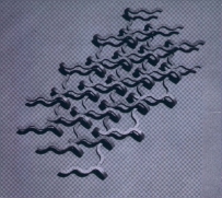Zs - Xe (CD)